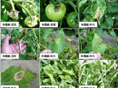 這幾個常用殺菌劑配方，保護(hù)加治療，關(guān)鍵還便宜，效果好