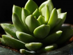 五月多肉黃金季！翻盆、換土正當時！