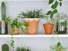 客廳布置盆栽綠植的10個創意，這些植物都少不了