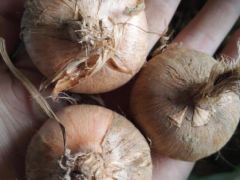 藏紅花上萬(wàn)一斤,不愁銷(xiāo)路,農(nóng)村老漢種植5畝地年均收入6萬(wàn)多元