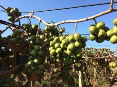 對想要種植“軟棗”的提點建議，供參考