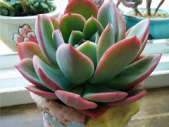 多肉喜“酸”還是喜“堿”？一個配土“小原則”，多肉個個養的棒