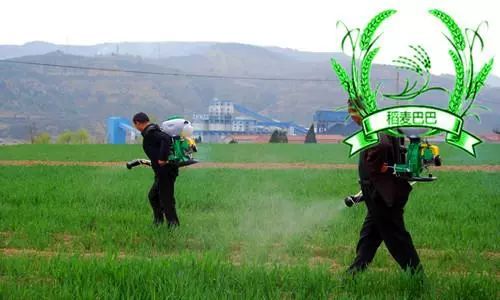 小麥農(nóng)藥促進分蘗的原因_促進小麥分蘗的農(nóng)藥_小麥農(nóng)藥促進分蘗的措施