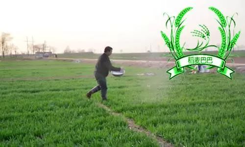 小麥農(nóng)藥促進分蘗的措施_促進小麥分蘗的農(nóng)藥_小麥農(nóng)藥促進分蘗的原因