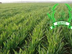 小麥返青期：做好這三點管理措施，促進小麥分蘗生長成大穗！