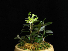 在家盆栽鐵皮石斛，養(yǎng)護過程中需要注意的幾點，做好了開花成串