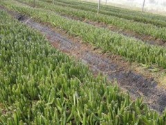 火龍果種植技術掌握指南（從育苗到收獲，了解火龍果的全過程）