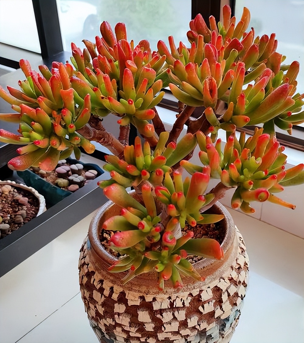 吸財樹多肉_吸財樹多肉怎么養(yǎng)_吸財樹多肉葉子發(fā)皺