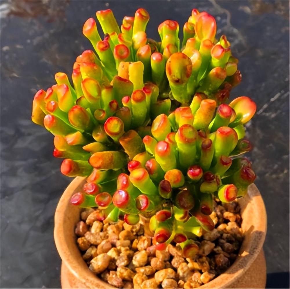 吸財樹多肉_吸財樹多肉葉子發(fā)皺_吸財樹多肉怎么養(yǎng)