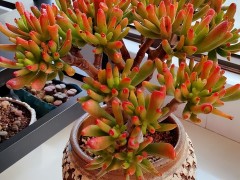 新手春天養吸財樹，教你幾個小妙招，輕松養成小老樁，寓意美好