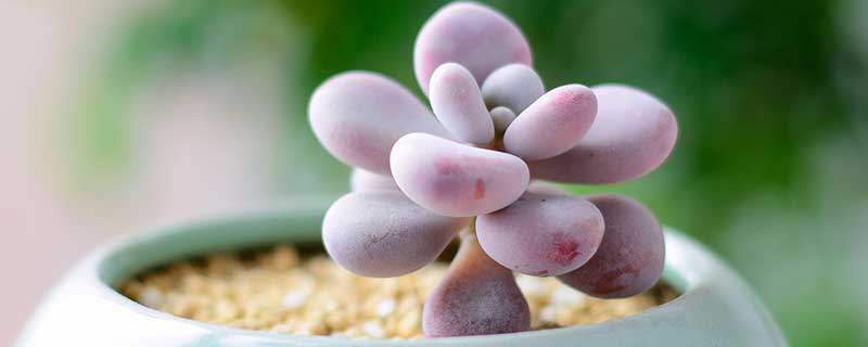 赫拉多肉養殖方法和注意事項_赫拉多肉貴不貴_赫拉多肉怎么養注意什么問題