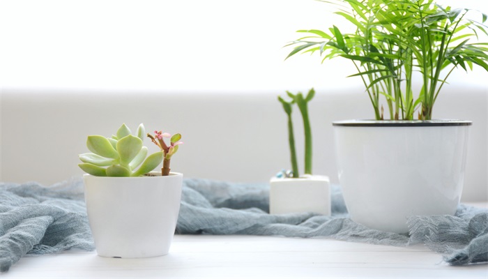 赫拉多肉貴不貴_赫拉多肉怎么養注意什么問題_赫拉多肉養殖方法和注意事項