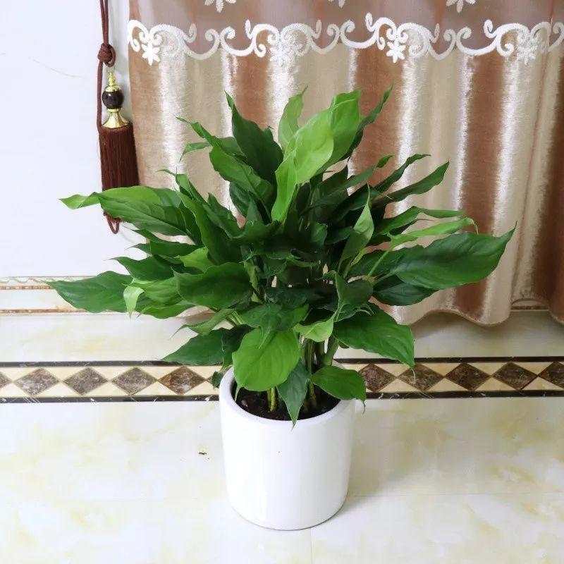 耐寒耐陰綠植盆栽_常年耐寒綠植耐陰的植物_最耐陰耐寒的常年綠植