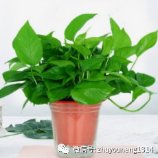 辦公室內的綠植_辦公室室內綠植_辦公室室內綠植布置