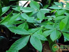 客廳養什么綠植最旺家？