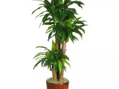 14種室內最好養的植物，再也不怕變成植物殺手了！