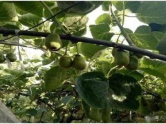 獼猴桃種植知多少，這里教給你最全的種植方法，看到即是賺到