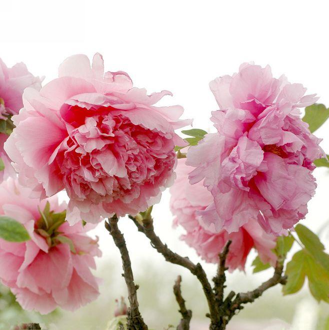 冬天植物凍死_冬天凍死的植物還能活嗎_冬天凍不死的室內綠植