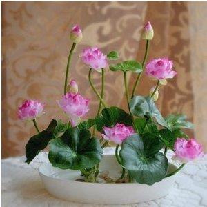 冬天凍死的植物還能活嗎_冬天凍不死的室內綠植_冬天植物凍死