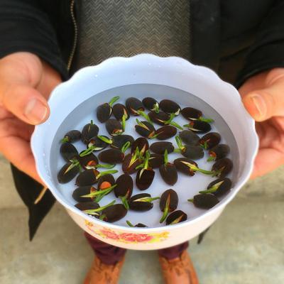 冬天植物凍死_冬天凍不死的室內綠植_冬天凍死的植物還能活嗎