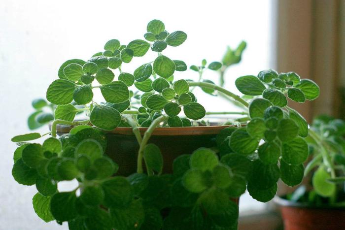 冬天植物凍死_冬天凍不死的室內綠植_冬天凍死的植物還能活嗎