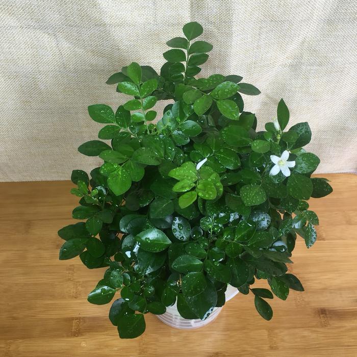 冬天植物凍死_冬天凍死的植物還能活嗎_冬天凍不死的室內綠植