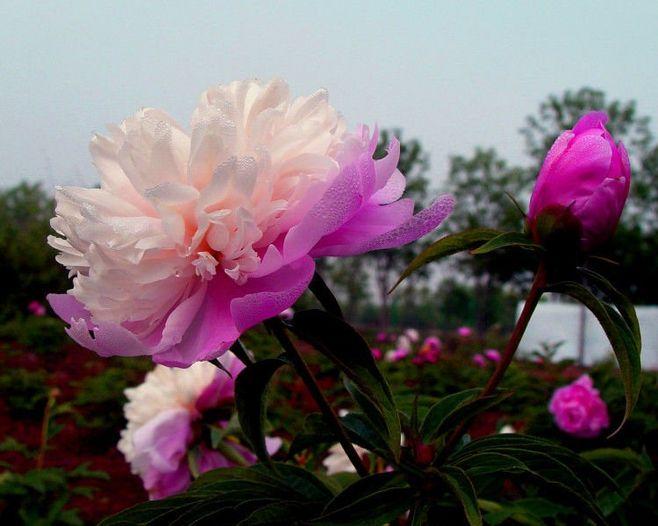 冬天植物凍死_冬天凍死的植物還能活嗎_冬天凍不死的室內綠植