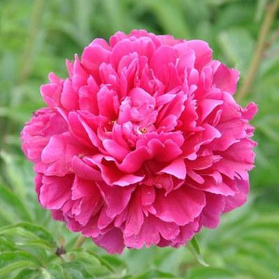 冬天凍死的植物還能活嗎_冬天凍不死的室內綠植_冬天植物凍死