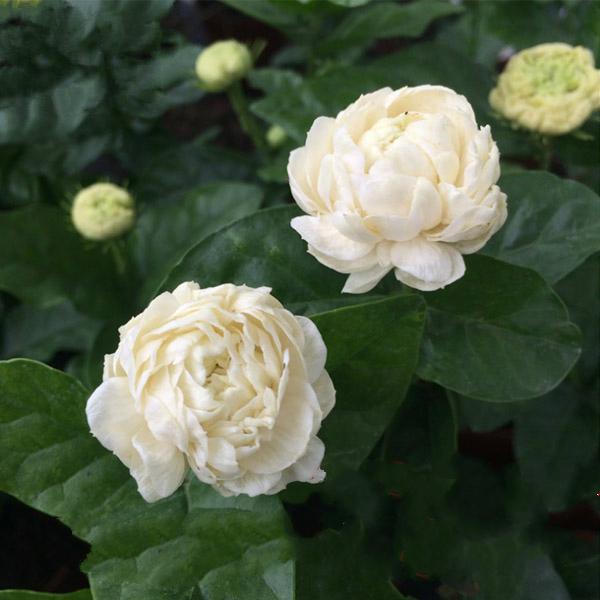 冬天凍死的植物還能活嗎_冬天凍不死的室內綠植_冬天植物凍死