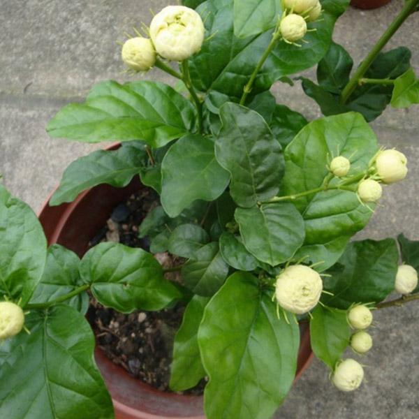 冬天凍不死的室內綠植_冬天凍死的植物還能活嗎_冬天植物凍死