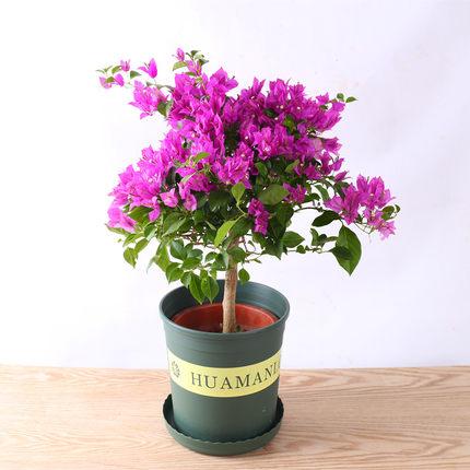 冬天凍死的植物還能活嗎_冬天凍不死的室內綠植_冬天植物凍死