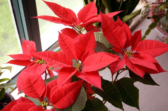 冬天植物凍死_冬天凍死的植物還能活嗎_冬天凍不死的室內綠植