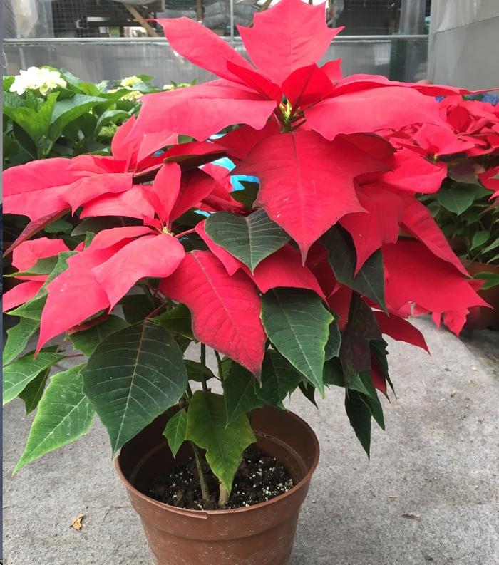 冬天凍不死的室內綠植_冬天植物凍死_冬天凍死的植物還能活嗎