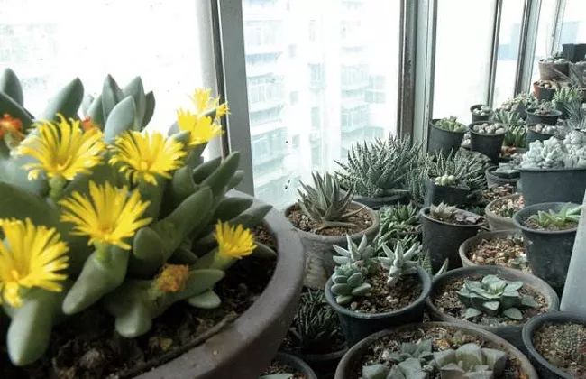 適合在室內養的多肉植物_室內養植物多肉適合什么土壤_室內養植物多肉適合什么花盆