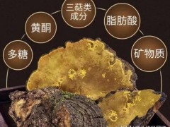 云南耘禾農(nóng)業(yè)桑黃種植技術為農(nóng)戶開辟桑黃種植新天地