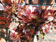 多肉黑法師和紫羊絨都是法師系的基礎品種，但后者的顏值明顯更高