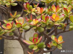 客廳養(yǎng)這12種綠植和8款花卉，顏值高，壽命長(zhǎng)，還很好活易打理