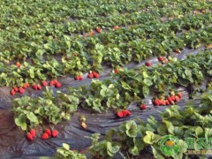 大棚草莓需要打什么藥？