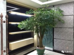 老話說：客廳見樹，不發也富，養這5種樹不僅好看，寓意還好