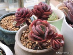 多肉上盆后，學會澆水是關鍵，掌握了服盆快，養成肉墩子