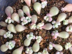 新手葉插多肉植物，了解掌握5個要點，成活率高，一盆輕松變多盆