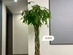 家里客廳沒光的看過來！養這6種綠植準沒錯！