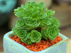 秋天最適合入手上盆山地玫瑰，牢記6要點，根強葉壯，夏天變玫瑰