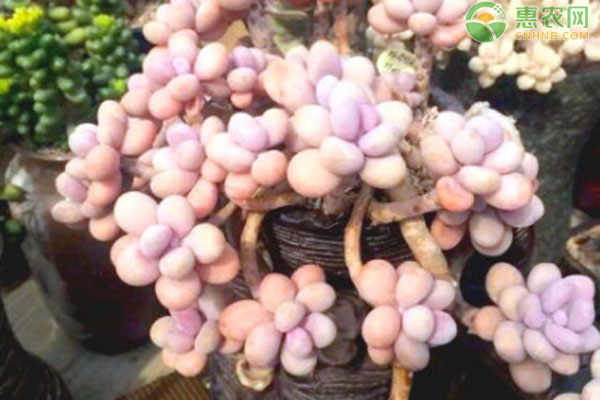 好看養品種多肉好不好養_最好養好看的多肉_多肉好看又好養的品種