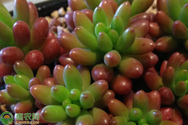 最好養好看的多肉_多肉好看又好養的品種_好看養品種多肉好不好養