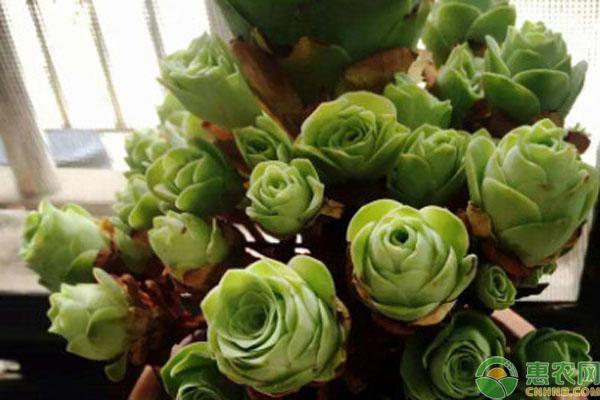 多肉好看又好養的品種_好看養品種多肉好不好養_最好養好看的多肉