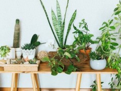 “室內(nèi)空氣不新鮮，擺放5種漂亮植物，清新又健康”