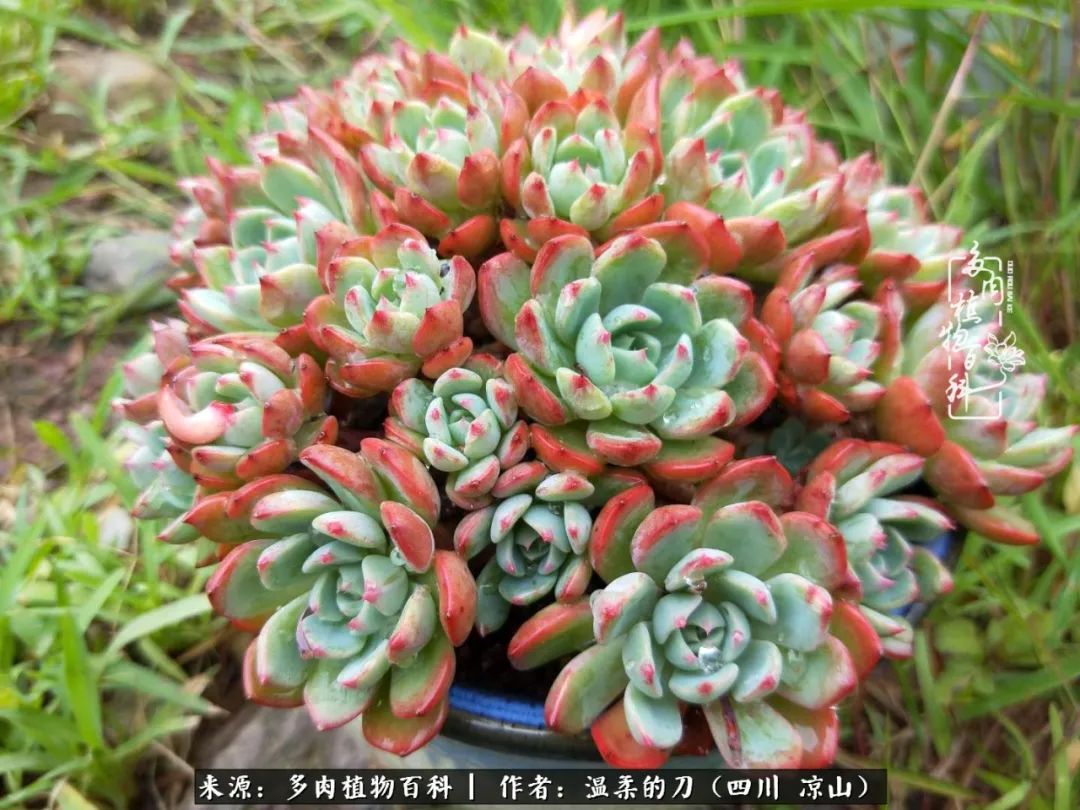 多肉灰姑娘怎么護養_灰姑娘多肉好養嗎_多肉灰姑娘耐寒嗎