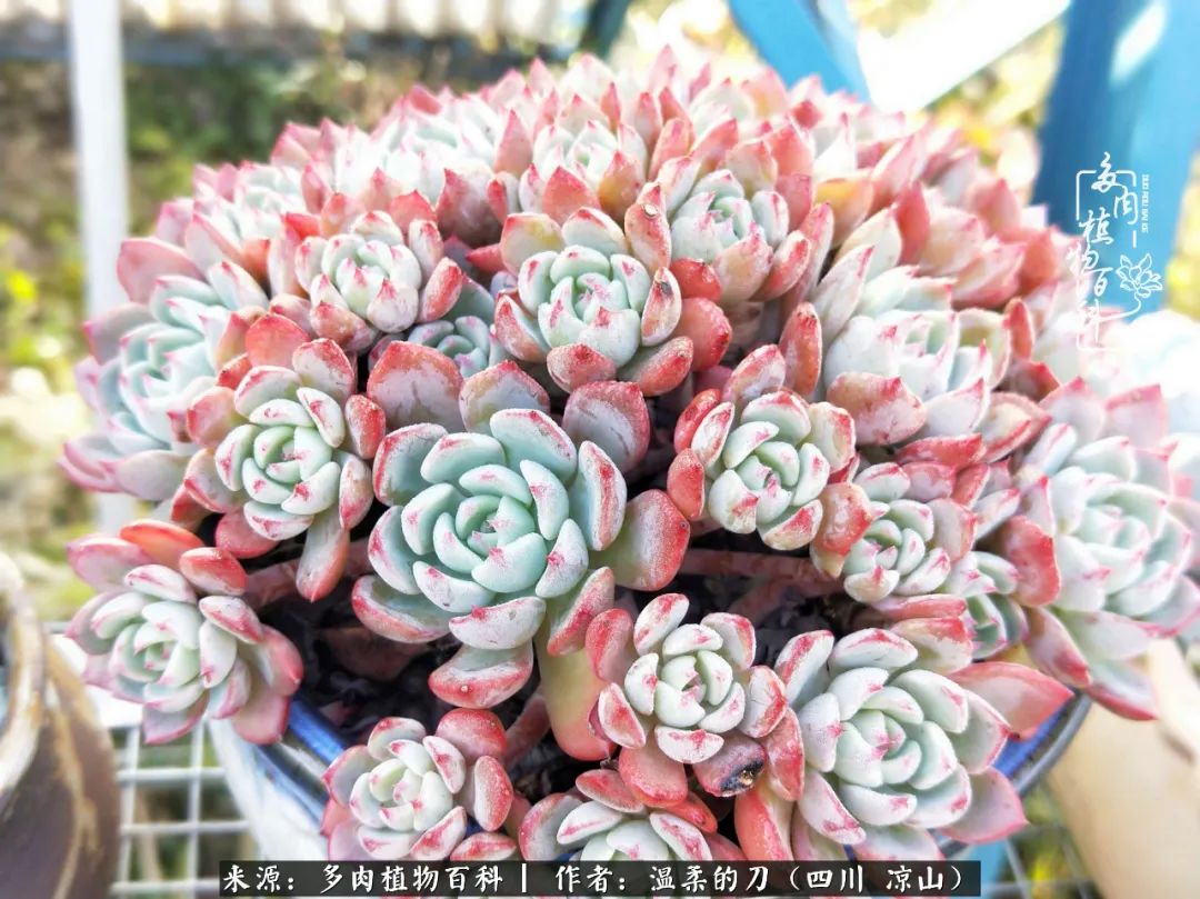 多肉灰姑娘耐寒嗎_灰姑娘多肉好養嗎_多肉灰姑娘怎么護養