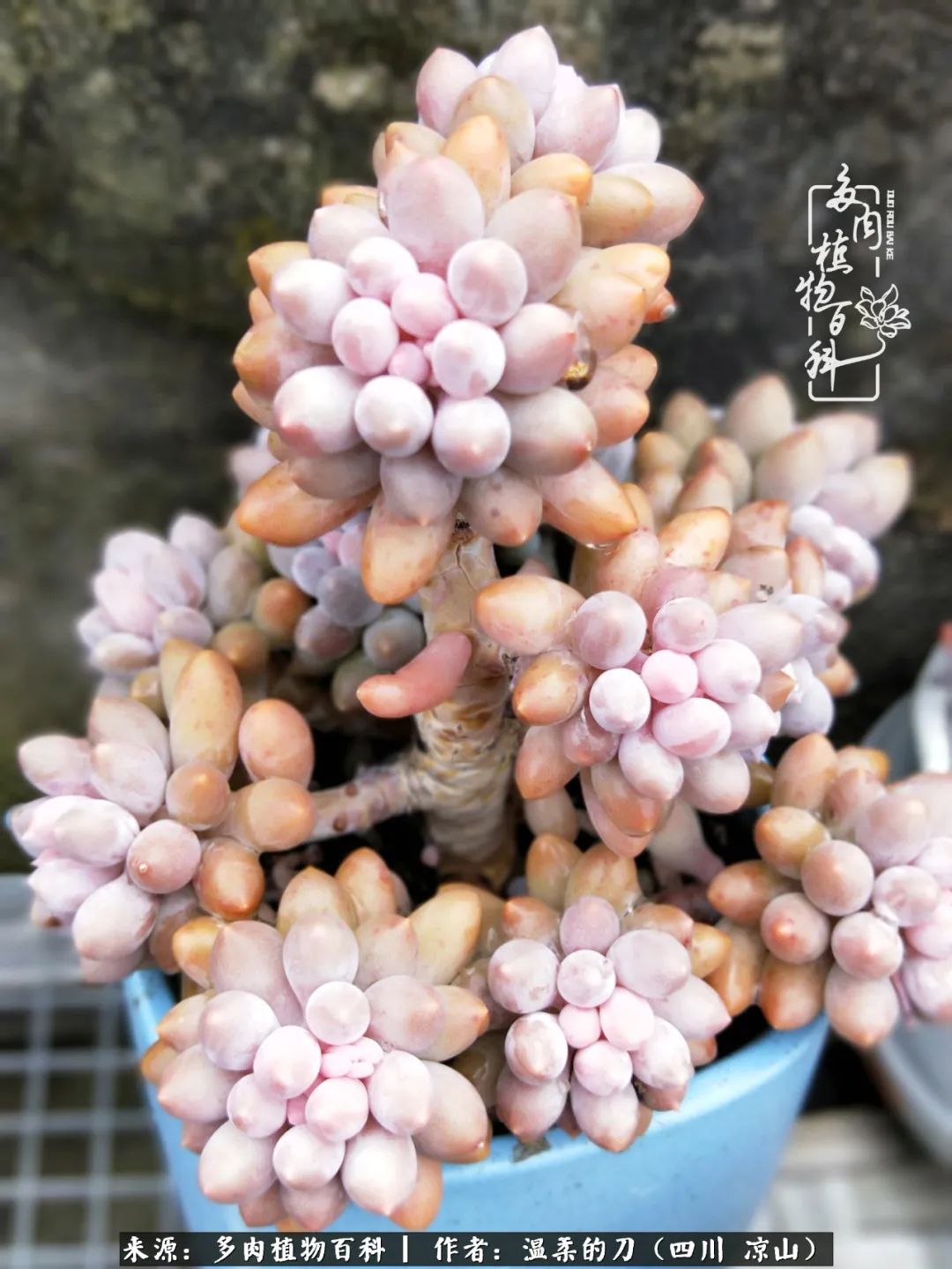 灰姑娘多肉好養嗎_多肉灰姑娘怎么護養_多肉灰姑娘耐寒嗎